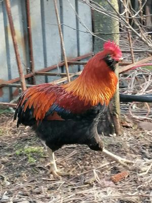 cocosi de vanzare araucana