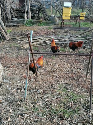 cocosi de vanzare araucana - imagine 3 cocosi de vanzare araucana - imagine 3