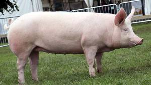 Porci de carne pentru sarbatori