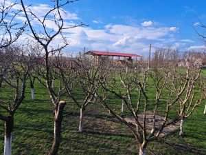 taieri de primavara pomi fructiferi, vita de vie, arbori ornamentali, arbusti