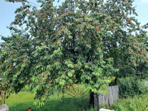 Vand Palinca Cirese 100% naturala fara adaos Zahar