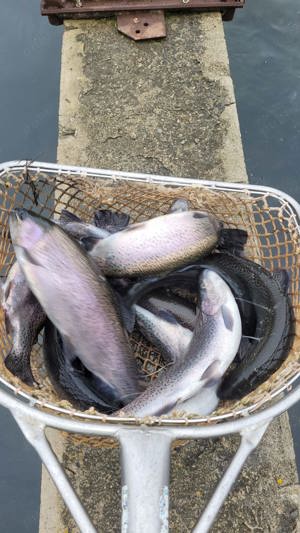 pastrav curcubeu consum  - imagine 2 pastrav curcubeu consum  - imagine 2