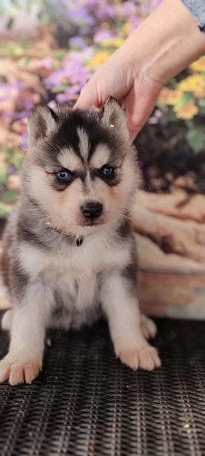 Husky disponibile 