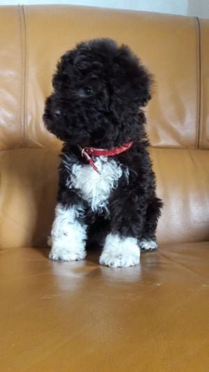 o730511123 Vand pui lagotto romagnolo din parinti culegători de trufe cu pedigree 