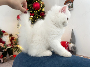 Pisicuță Scottish Straight Longhair, mic fulg de nea, deține Pedigree - imagine 2