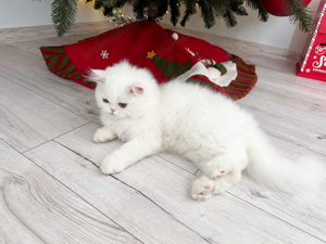 Pisicuță Scottish Straight Longhair, mic fulg de nea, deține Pedigree - imagine 4