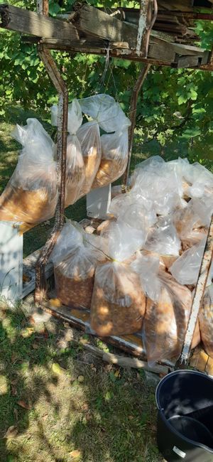 Vând palincă 100% prune,origine zona Cluj.  - imagine 3