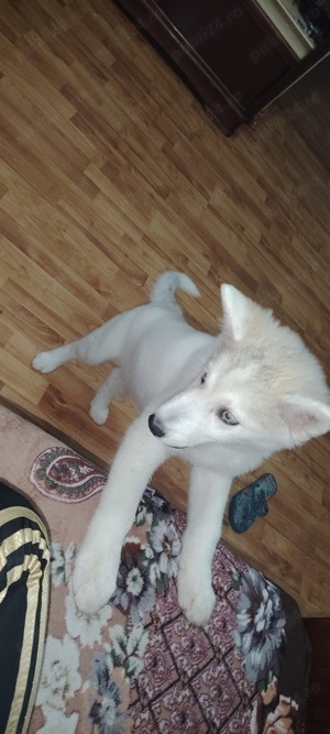Husky siberian 