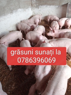 Vând grăsuni  - imagine 3