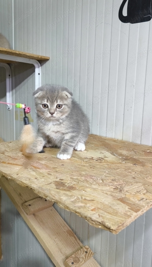 Scottish fold shorthair  - imagine 5