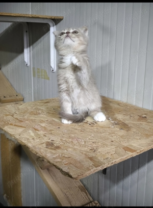 Scottish fold shorthair  - imagine 4