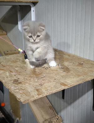 Scottish fold shorthair  - imagine 3