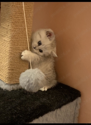 British chinchilla silver - imagine 5