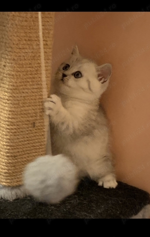 British chinchilla silver - imagine 4