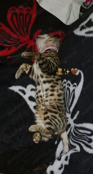 Bengal fetita și băiețel 