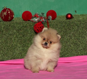 Pui Pomeranian pentru pretentiosi cu pedigree FCI - imagine 4