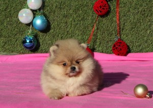 Pui Pomeranian pentru pretentiosi cu pedigree FCI - imagine 5