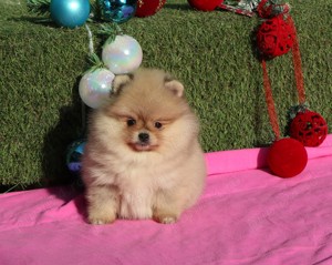 Pui Pomeranian pentru pretentiosi cu pedigree FCI - imagine 2