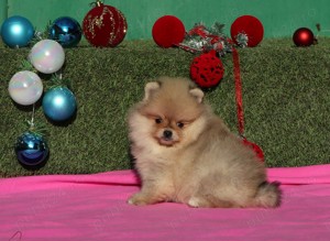 Pui Pomeranian pentru pretentiosi cu pedigree FCI - imagine 3