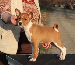 Vand pui Basenji - imagine 4