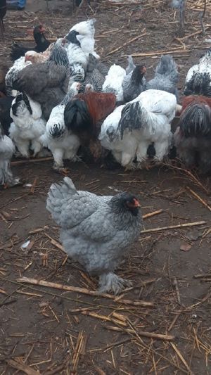 pui rasă brahma  - imagine 3