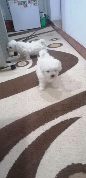 Bichon Maltez mini toy  - imagine 2