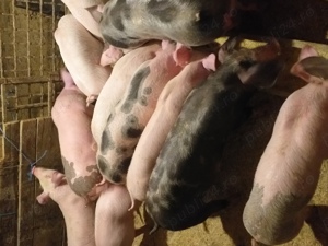 vând purcei și soldani. diferite mărimi si rase 