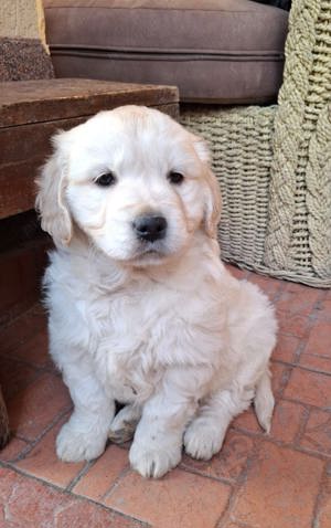 OFERTA DE CRACIUN!Vand pui golden retriever superbi! Rasa pura!