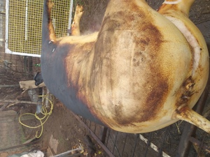 Vînd Porci - imagine 5