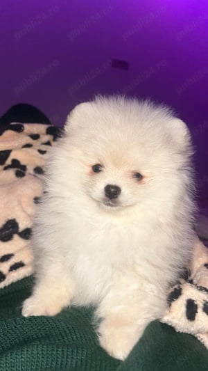 Vând pomeranian toy