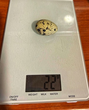 Crescătoria de Prepelițe Slobozia ,Ouă de prepeliță JAPONEZA GIGANT,de vânzare pentru incubat  - imagine 3