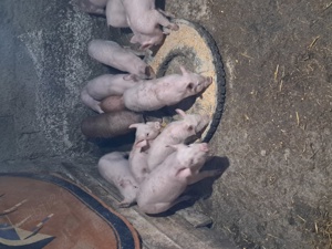 De vânzare porci și.purcei - imagine 2 De vânzare porci și.purcei - imagine 2