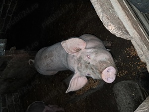 De vânzare porci și.purcei