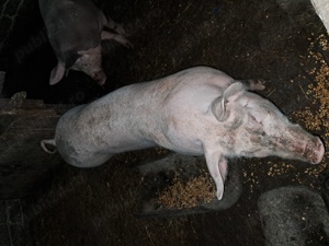 De vânzare porci și.purcei - imagine 3 De vânzare porci și.purcei - imagine 3