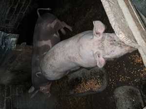 De vânzare porci și.purcei - imagine 4 De vânzare porci și.purcei - imagine 4