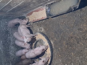 De vânzare porci și.purcei - imagine 5 De vânzare porci și.purcei - imagine 5