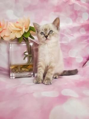 Ragdoll motănel lynx point 