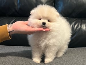 pomeranian