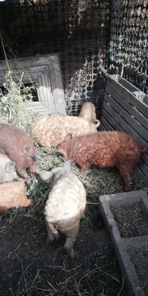 Porci mangalita - imagine 2