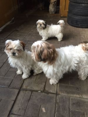 Vând căței shitzu 