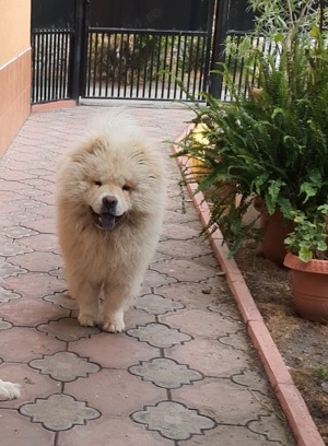 Mascul Chow Chow 