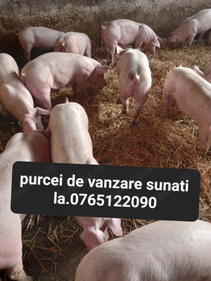 Vand purcei de carne