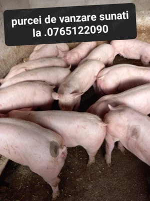 Vand purcei de carne  - imagine 3 Vand purcei de carne  - imagine 3