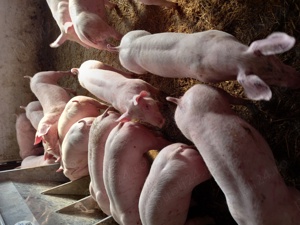 Vand purcei si grasuni