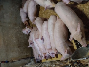 Porci si purcei - imagine 2