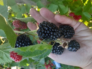 Vând plantație de muri și pomi fructiferi - imagine 2