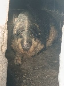 Vand porc mangalita are 130 kg