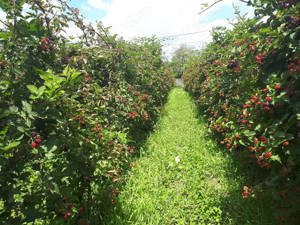 Vând plantație de muri și pomi fructiferi - imagine 4