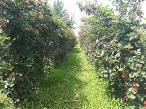 Vând plantație de muri și pomi fructiferi - imagine 3