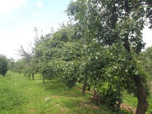 Vând plantație de muri și pomi fructiferi - imagine 5